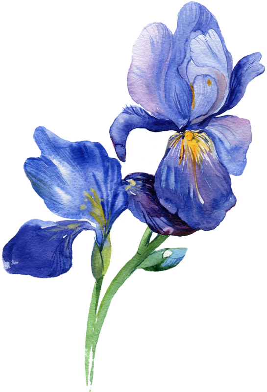 Wild Iris Designs Nantucket